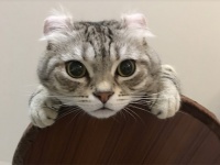 2月22日は猫の日。世界の猫に関する20のトリビア