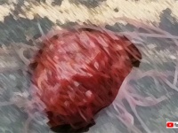 エイリアンが落とした脳みそかな。うごめくイトミミズの塊（※集合体注意）
