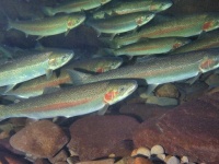 海の魚がわずか120年で淡水に適応する遺伝的超進化を遂げた（米研究）
