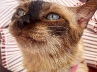 コロナで自宅待機中の隣人女性とすっかり仲良くなった猫。その家を「第2の家」と認定（スペイン）