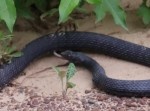 【衝撃映像】ヘビの中からヘビが出てくる一部始終…