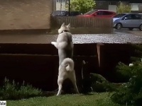 どこ？どこにいるの？ハスキー犬、雷とのファーストコンタクト