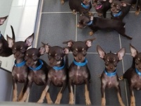 その数なんと49匹！世界で最もクローン化された世界最小のチワワ犬