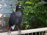 終わらない森林火災で、鳴り響く救急車のサイレンの音を真似するようになったカササギ（要音声）オーストラリア