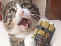 この顔芸には誰も敵わニャイ。名俳優顔負けの表情を見せる猫