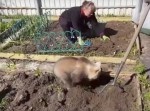 ほんわかするけどソワソワ…　ロシアで子グマが農作業を手助けしている様子が公開