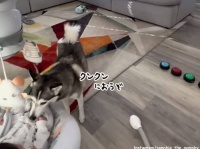 有能な犬のベビーシッター、赤ちゃんのおむつ交換をボタンを押して飼い主に知らせる