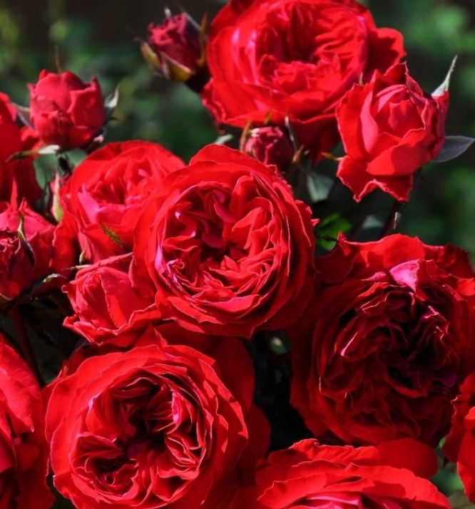 住友化学園芸株式会社のプレスリリース画像