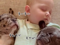 世界一かわいい「川の字」赤ちゃんの両脇で犬がお昼寝