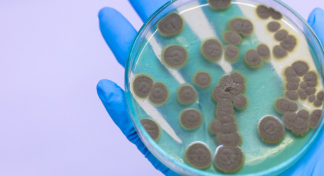 Research Nester Private Limitedのプレスリリース画像