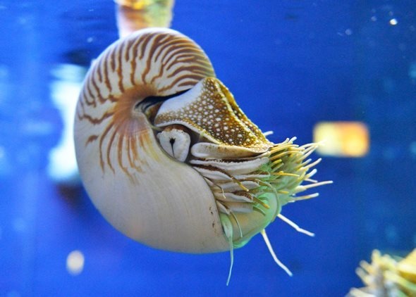 パラオオウムガイ（写真提供：鳥羽水族館）