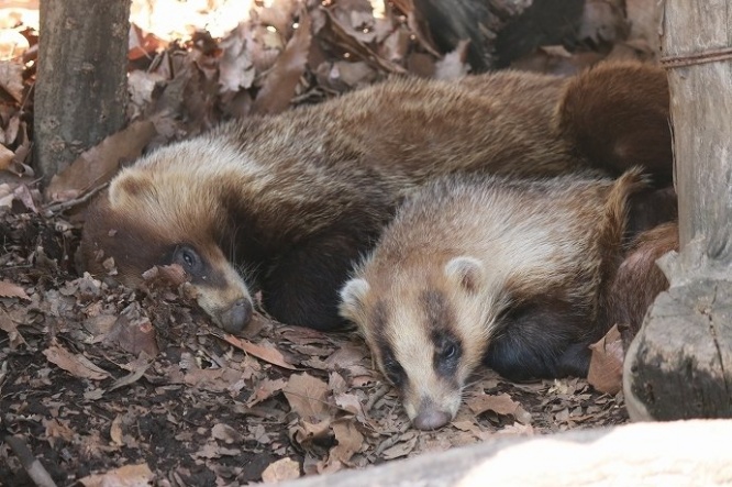 シャッター音で寝込みを起こされ、不機嫌そうなアナグマさん