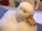 ほっこり。眠りそうになるのを耐えるアヒル。