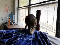 猫パンチどころじゃ生ぬるい。飼い主の歌を噛みつきで阻止しようとする猫