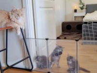 ちゃんと見ててって頼んだじゃない！メインクーンの伯父ちゃん、子猫たちの大脱走を止めずに怒られる
