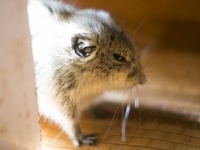 笑い声をあげて、孤独にストレスを感じる…人間そっくりなネズミの生態(＊画像はイメージです)