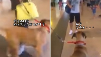 なんと3年の月日を経て、飼い主男性と再会した犬。果たしてどんな反応を示すだろうか？