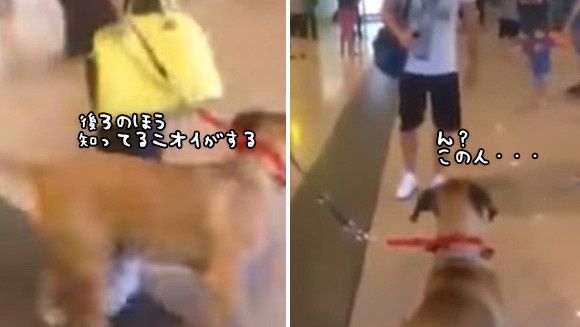 なんと3年の月日を経て、飼い主男性と再会した犬。果たしてどんな反応を示すだろうか？