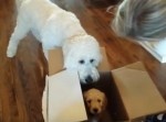 飼い犬のお誕生日に“子犬”をプレゼントした結果！