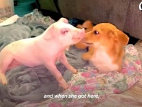 「いつまでも仲良くしようね！」生まれつき障害を持つ犬と子豚、出会った瞬間から親友になる