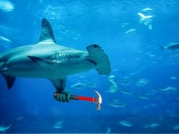 シュモクザメの頭部はなぜ、ハンマーみたいな形になっているのか？