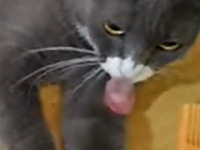 猫の不思議。櫛の歯を鳴らすと舌がびょんと出ちゃう猫のムエザさん