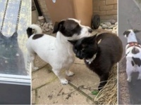 あーそーぼ！大好きな犬の家に毎日遊びに来る黒猫。犬も猫が来るのを楽しみに待っている