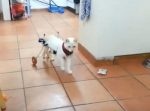 素敵なアイデア！３Dプリンターで作成した補助輪で、脚の不自由な猫がハッピーに！