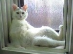 【ボケて】エロ本お尻に隠した…猫だけでボケて３０選