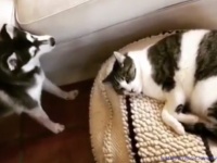 押してもだめなら・・・猫にベッドを奪われたハスキー、奥の手が出る。
