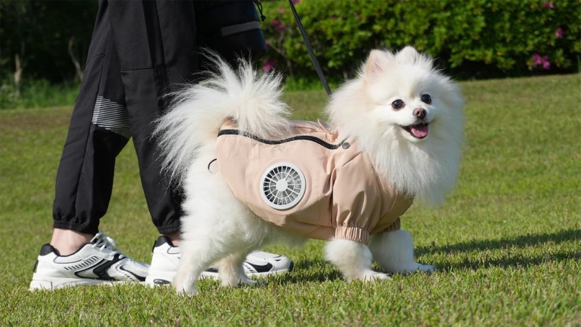 ワンちゃんも暑い！は夏の合言葉。愛犬を守る最新の暑さ対策グッズ3選
