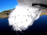 魚の雨が降りまくり！大量の魚を飛行機から湖へ空中散布。ダイナミックな放流映像（アメリカ）