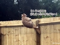 猫界の俺はやる！は茶トラだった件。裏庭の壁越えに果敢に挑戦し見事成功