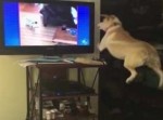 動物番組に興奮した子犬の“アクション”が超キュート