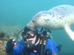 愛くるしい！　ダイバーが海中で人懐こいアザラシに遭遇！