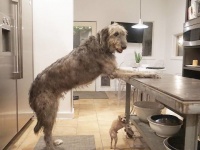 背高のっぽでフサフサで。大型犬、アイリッシュウルフハウンドの魅力をぎゅっと集めてみた。
