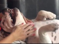 愛犬もにっこにこ。お疲れの犬をマッサージしてみたところ、スマイルが返ってきたよ