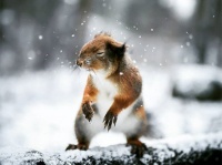 おとぎの国はここですか？ファンタジー世界を満喫できるフィンランドの森の動物たちの写真