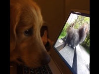 パソコンに映るリスの動画を超真剣に見つめるワンコがかわいすぎるwww