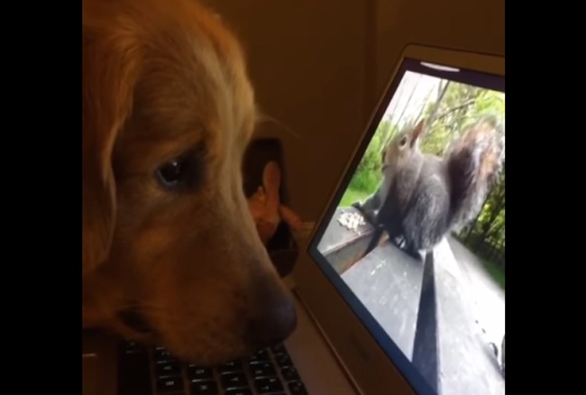パソコンに映るリスの動画を超真剣に見つめるワンコがかわいすぎるwww