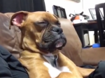 １１月１日は『犬の日』。かわいすぎる“わんちゃん”動画１０選！