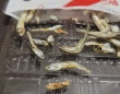 煮干しの中に紛れてた〝エイリアン〟に4.9万人注目「鳥肌が止まらん」「こんなの出てきたら泣き喚く」