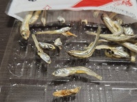 煮干しの中に紛れてた〝エイリアン〟に4.9万人注目「鳥肌が止まらん」「こんなの出てきたら泣き喚く」