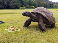 今年190歳を迎えた世界最高齢のカメ「ジョナサン」の誕生日をお祝い