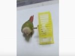 スパルタすぎる！笑　インコがハムスターを『カラカラ』にぶちこんだ後…？