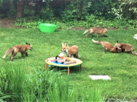 きゃっきゃうふふがすぎる！裏庭でキツネの大家族が遊んでいた件（アメリカ）