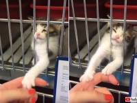 行くにゃ！その手をもっとよこせ！保護施設の子猫にロックオンされた女性。この攻撃は回避不能