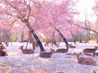 ジブリ？桃源郷？今年の奈良公園の桜と鹿のコントラストはこんなにも美しかった