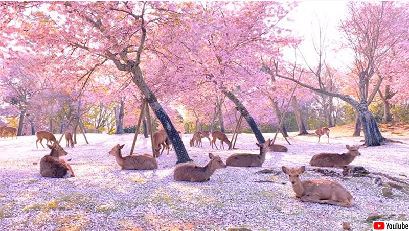 ジブリ？桃源郷？今年の奈良公園の桜と鹿のコントラストはこんなにも美しかった