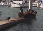 極悪非道！　アシカたちを海に突き落とす犬！